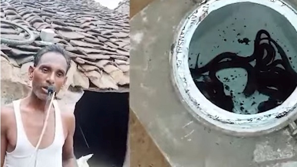 Damoh: घर में निकली कोबरा नागों की कॉलोनी, 50 से अधिक जहरीले सांप पकड़े