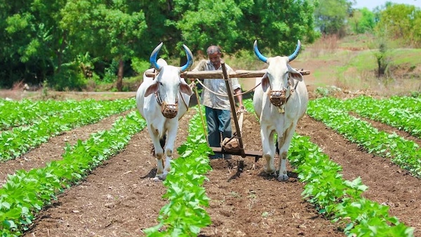 Farming 