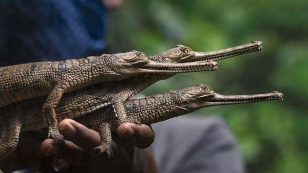 gharial