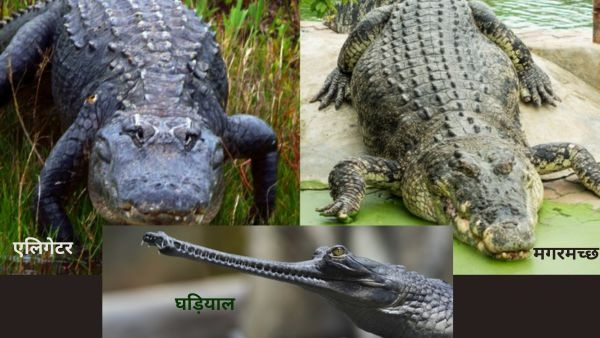 gharial vs crocodile vs alligator