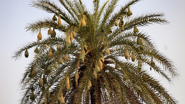 global warming and problems in birds breeding