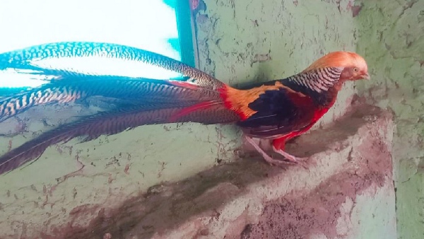 global warming and problems in birds breeding