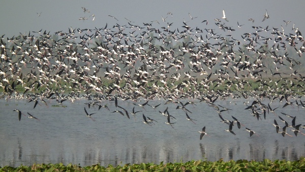 global warming and problems in birds breeding