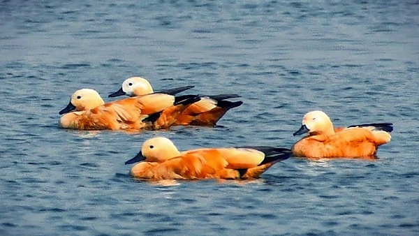 global warming and problems in birds breeding