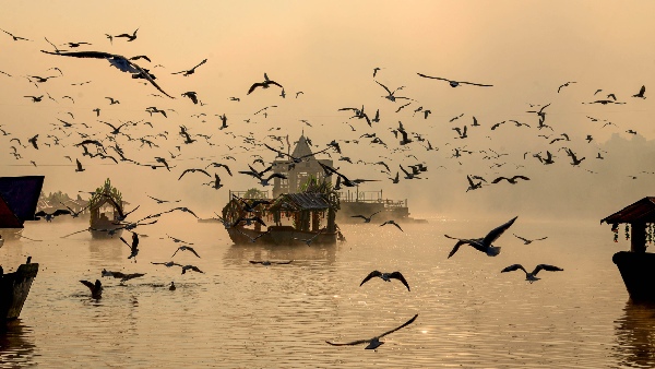 global warming and problems in birds breeding