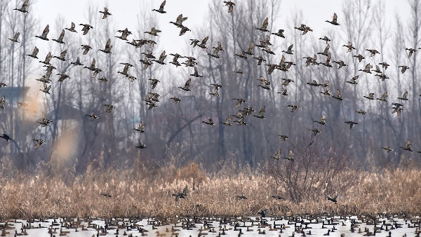 global warming and problems in birds breeding