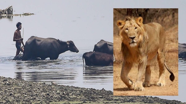 Gujarat Buffalo Lion Fight News