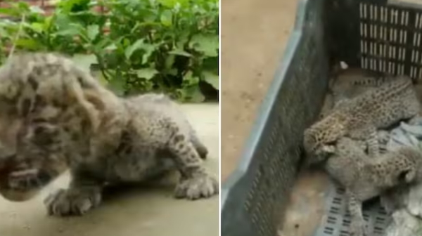  leopard cubs