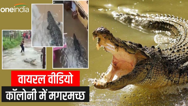 Viral video haridwar news Crocodile enters residential colony in Jwalapur creates panic