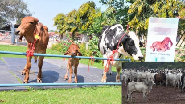 haryana animal husbandry haryana animal husbandry