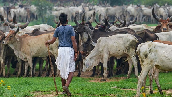 Haryana animal husbandry