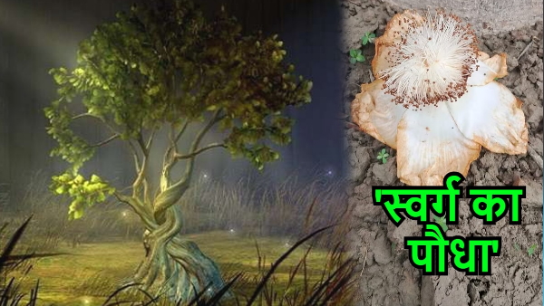 Unique Flower In Muzzaffarpur 