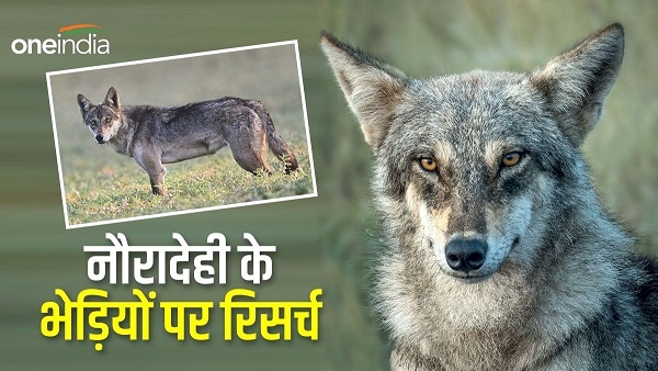 मप्र में भेड़ियों पर होगी रिसर्च मप्र में भेड़ियों पर होगी रिसर्च