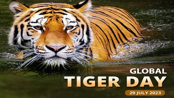 देश में अब 3682 tigers, संरक्षण-संवर्धन में ये राज्य आगे 