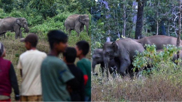 jharkhand elephant mobile app