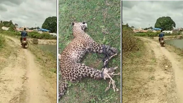 leopard video