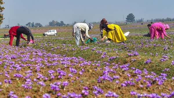 kashmiri saffron price boom