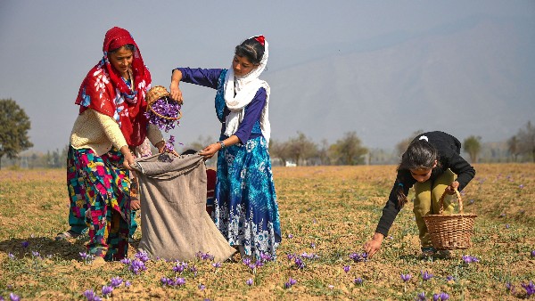 kashmiri saffron price boom