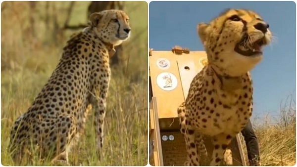 Cheetah Project: अब Kuno में नहीं, मध्य प्रदेश-देश के अन्य अभयारण में आएंगे चीते!