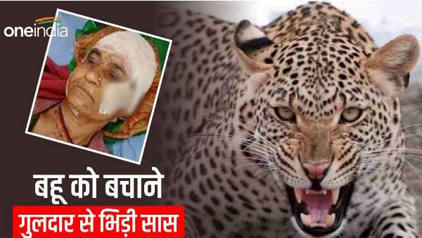 leopard attack 62-year-old mother-in-law saved her daughter-in-law from the clutches of a henchman saving her own life leopard attack 62-year-old mother-in-law saved her daughter-in-law from the clutches of a henchman saving her own life