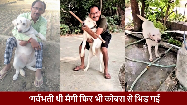 pregnant female dog maggie gave his life while saving her owner son from cobra snake in the house 
