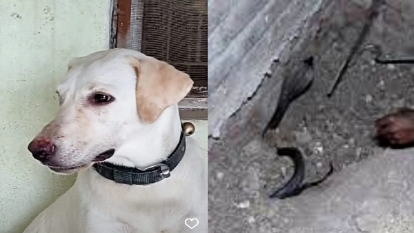 pregnant female dog maggie gave his life while saving her owner son from cobra snake in the house 