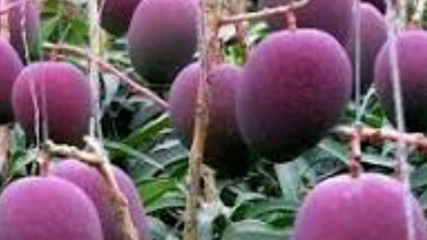 most-expensive-mango