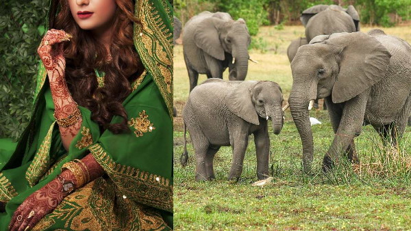 elephant
