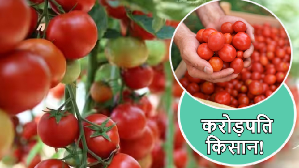 Millionaire Tomato Farmer