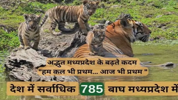 CM Shivraj बोले: Tiger भी बढ़ेंगे और State भी आगे बढ़ेगा CM Shivraj बोले: Tiger भी बढ़ेंगे और State भी आगे बढ़ेगा