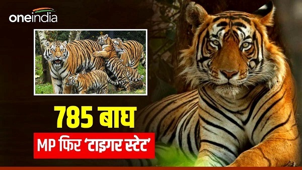 मप्र में 2018 में 526 बाघ से जो बढ़कर अब 785 हो गए। 259 बाघ 