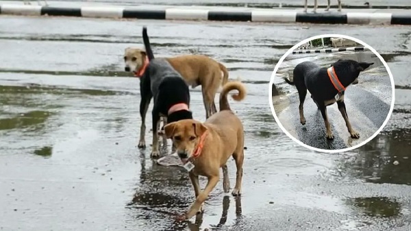 Mumbai Airport Dog Aadhaar