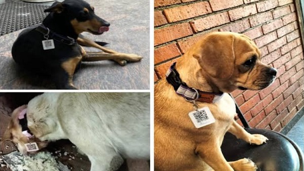 Mumbai Airport Dog Aadhaar