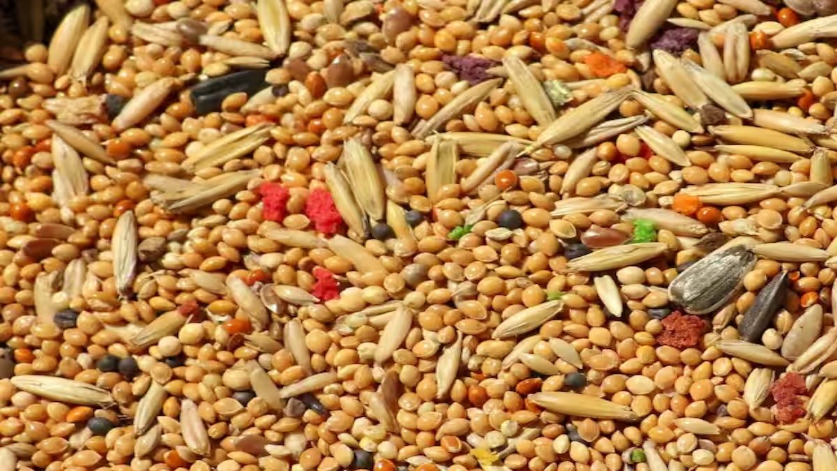 Prime Minister Modi named Millets as Shree Anna