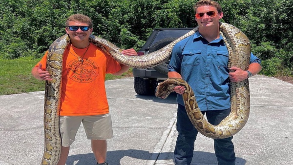  Burmese python in florida 