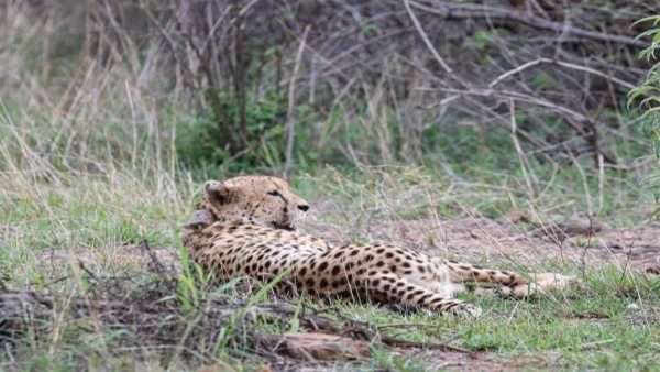Cheetah Deaths: Why are cheetahs dying in Kuno National Park?