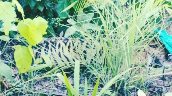 Umaria Bandhavgarh National Park
