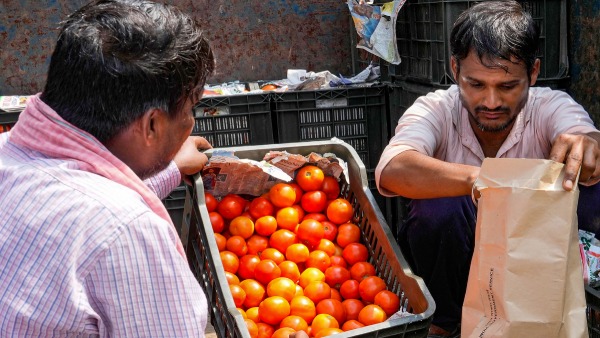tomato price in india