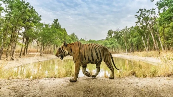 India is full of new possibilities of wildlife