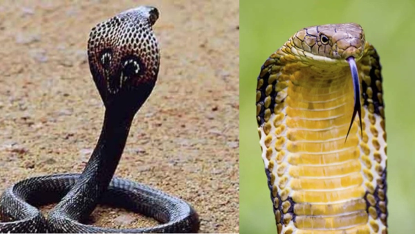 eight-king-cobras-found-in-a-closed-room-in-ballia-up