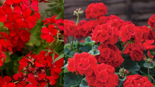 what is geranium farming how much will be earned from its cultivation