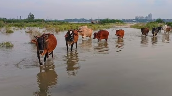 बाढ़