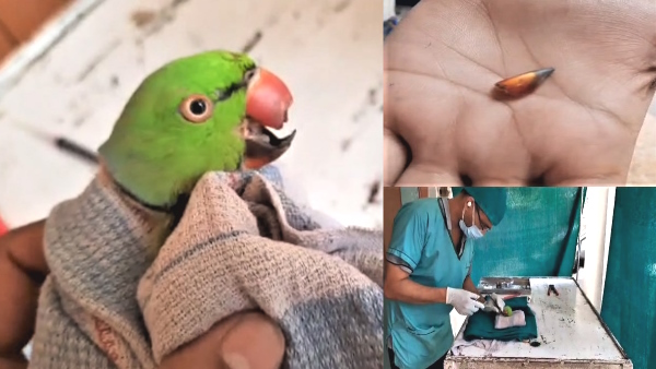 doctor operated and joined a parraot beak which was cut by colliding with a fan in aligarh 