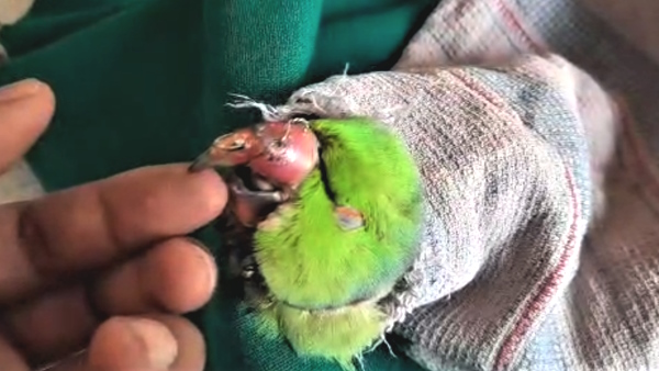 doctor operated and joined a parraot beak which was cut by colliding with a fan in aligarh 