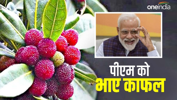 Prime Minister Narendra Modi liked the fruits kafal of Uttarakhand CM pushkar Dhami offering letter Prime Minister Narendra Modi liked the fruits kafal of Uttarakhand CM pushkar Dhami offering letter