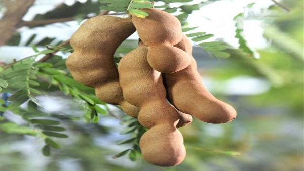 Price hike after tomato tamarind 