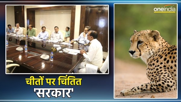 situation-of-cheetahs-will-be-reviewed-daily-in-kuno-cm-shivraj-singh