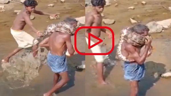 Python wrapped around neck