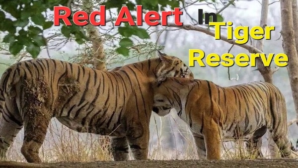 मप्र, उत्तराखंड, गुवाहाटी सहित 11 टाइगर रिजर्व में रेड अलर्ट