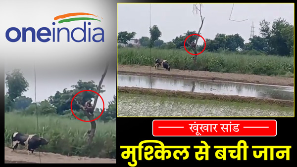 viral-video-of-a-farmer-climbing-a-tree-to-escape-the-bull-in-ballia-up